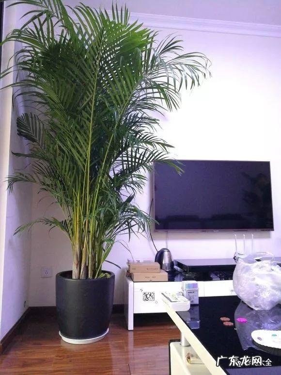 家里的花别瞎养 阳台办公室风水