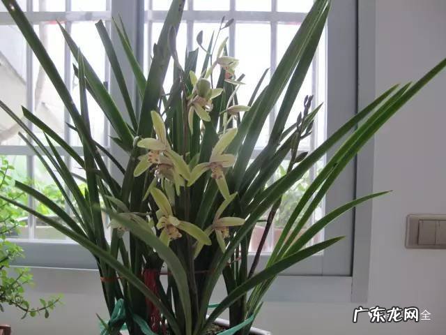 家里的花别瞎养 阳台办公室风水