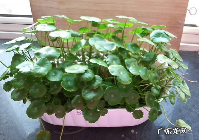 家里的花别瞎养 阳台办公室风水