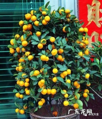 家里的花别瞎养 阳台办公室风水