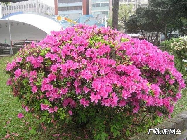 家里的花别瞎养 阳台办公室风水