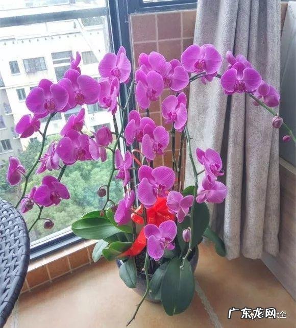 家里的花别瞎养 阳台办公室风水