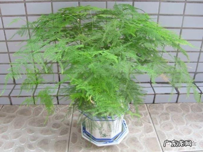 家里的花别瞎养 阳台办公室风水