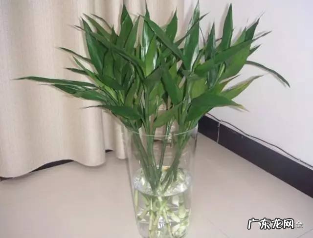 家里的花别瞎养 阳台办公室风水