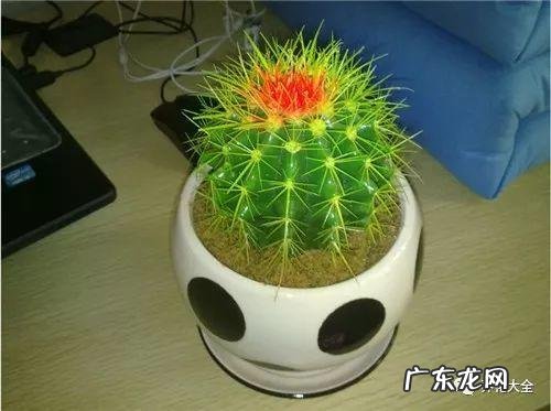 家里的花别瞎养 阳台办公室风水