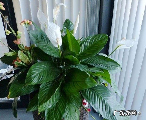 家里的花别瞎养 阳台办公室风水