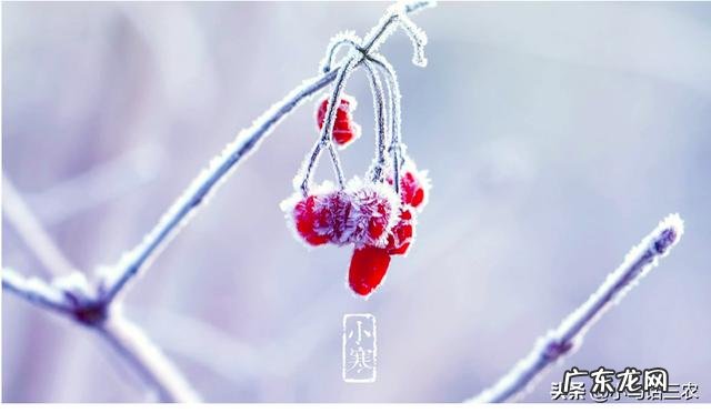 小寒节气到了,农村老人说“小寒节气宜雪不宜晴”,小寒节气下雪有啥说法?