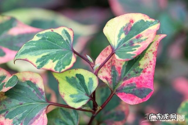 吃什么食物可以降火？