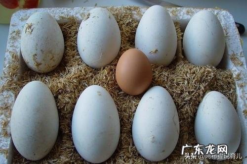 老辈人常说:孕期多吃“鹅蛋”对宝宝好,孕妇吃鹅蛋到底有哪些好处呢?