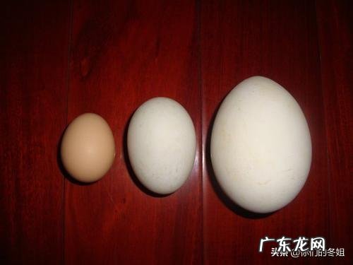 老辈人常说：孕期多吃“鹅蛋”对宝宝好，孕妇吃鹅蛋到底有哪些好处呢？