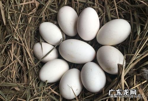 老辈人常说:孕期多吃“鹅蛋”对宝宝好,孕妇吃鹅蛋到底有哪些好处呢?