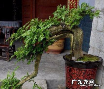 养花就养这“3种”摆在客厅镇宅又旺人代代相传都很值 风水上家里客厅养罗汉松好吗