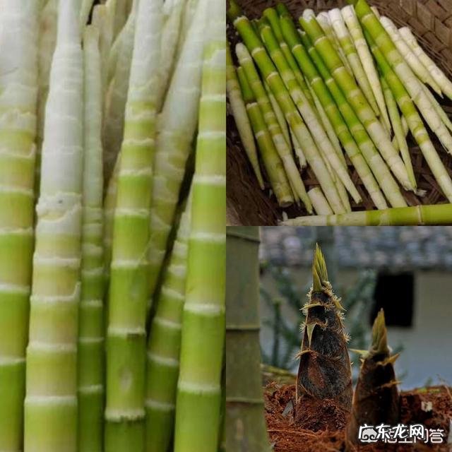 春天适合吃什么蔬菜?