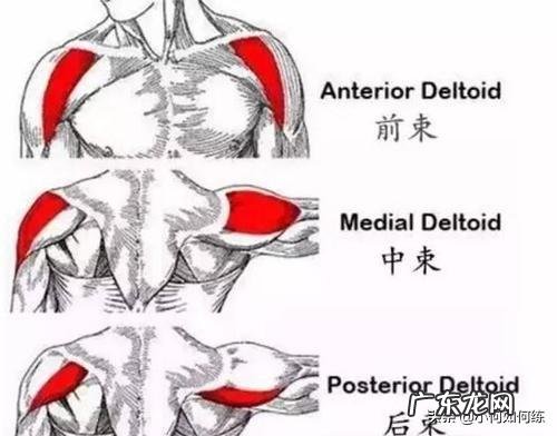 三角肌后束怎么练效果好？