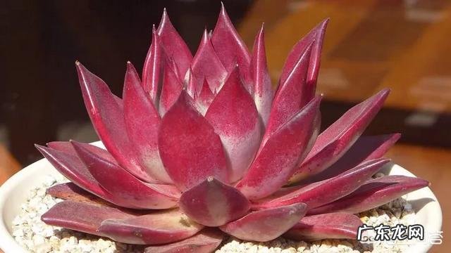 你会在家里养什么花?为什么?