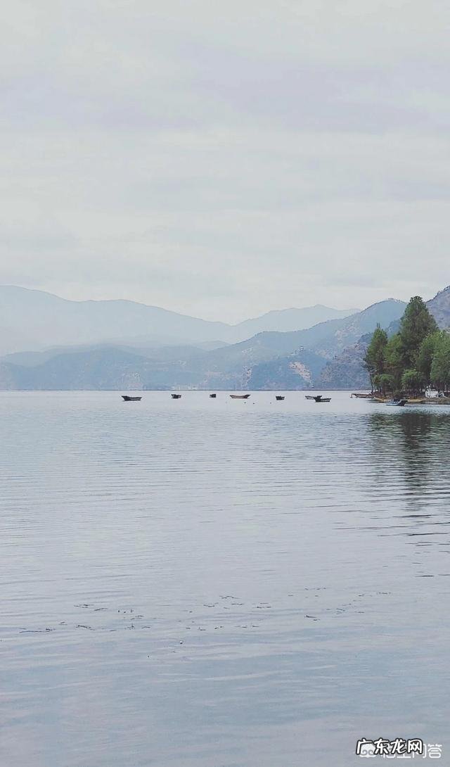 你会在家里养什么花?为什么?