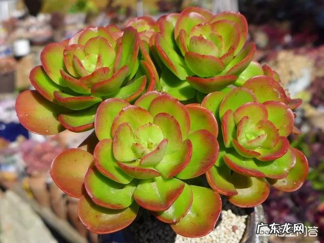 你会在家里养什么花?为什么?