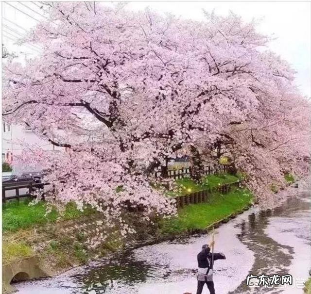 你会在家里养什么花?为什么?