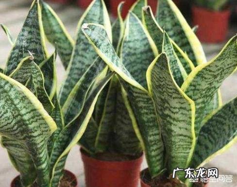 你会在家里养什么花?为什么?