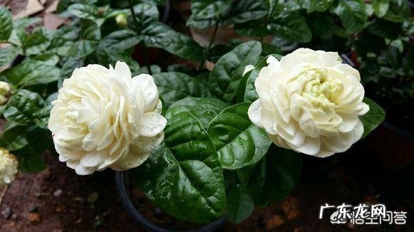 你会在家里养什么花?为什么?