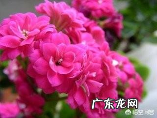 你会在家里养什么花?为什么?