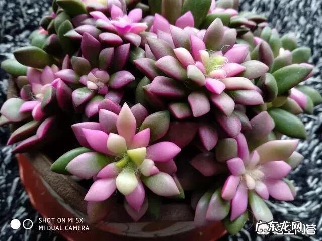 你会在家里养什么花?为什么?