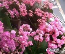 你会在家里养什么花？为什么？