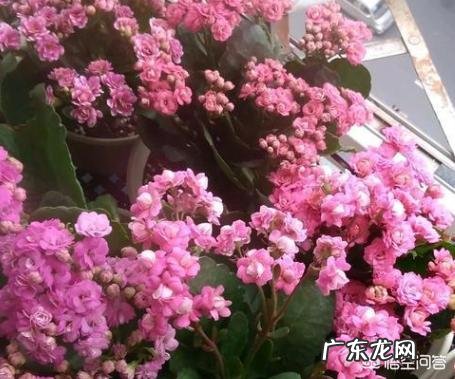 你会在家里养什么花?为什么?