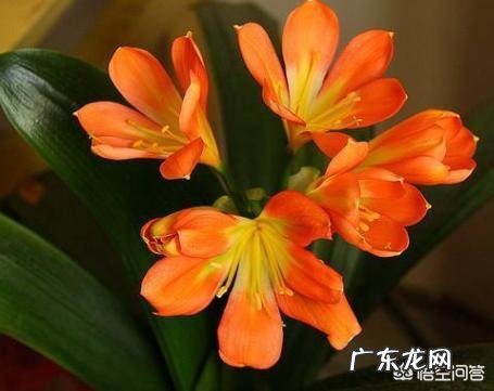 你会在家里养什么花?为什么?