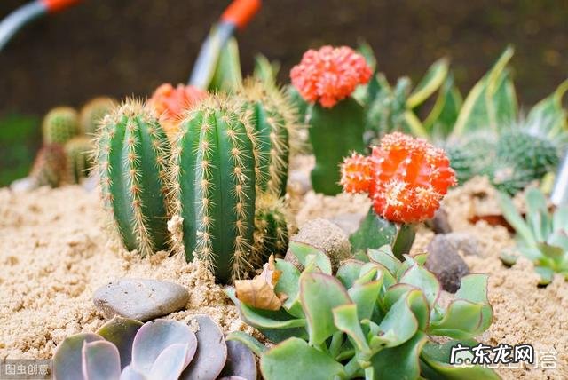 你会在家里养什么花?为什么?