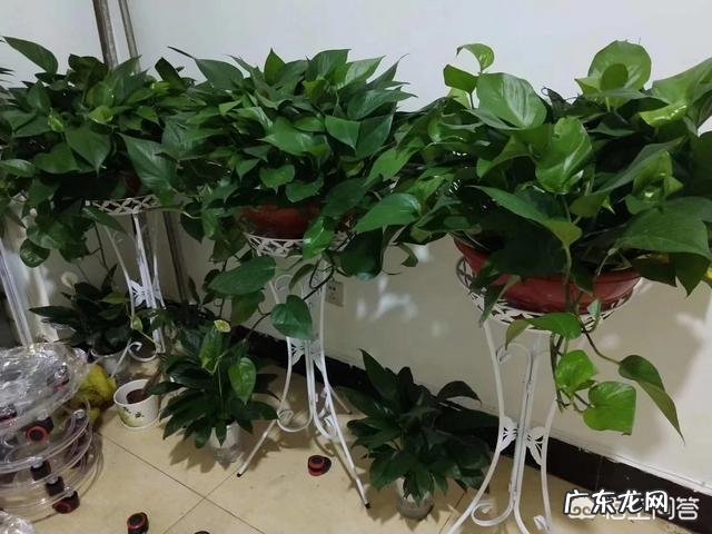 你会在家里养什么花?为什么?