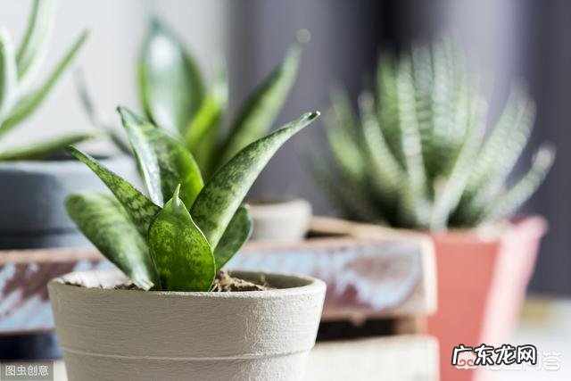 你会在家里养什么花？为什么？