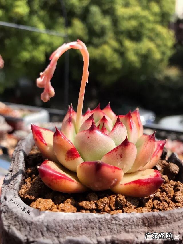 你会在家里养什么花?为什么?