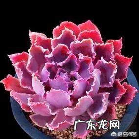 你会在家里养什么花?为什么?