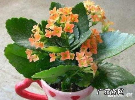 你会在家里养什么花?为什么?