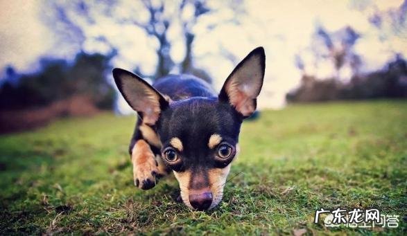 狗狗注射疫苗的正确时间是什么时候?要注意什么?