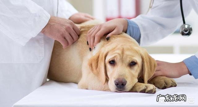 狗狗注射疫苗的正确时间是什么时候?要注意什么?