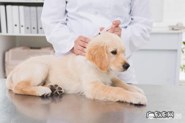 狗狗注射疫苗的正确时间是什么时候?要注意什么?