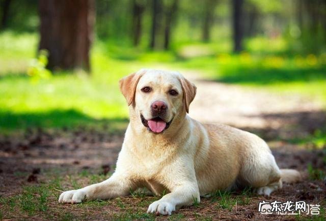 狗狗注射疫苗的正确时间是什么时候?要注意什么?