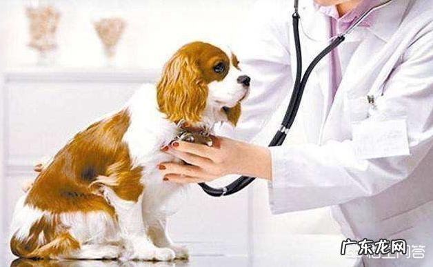 狗狗注射疫苗的正确时间是什么时候？要注意什么？