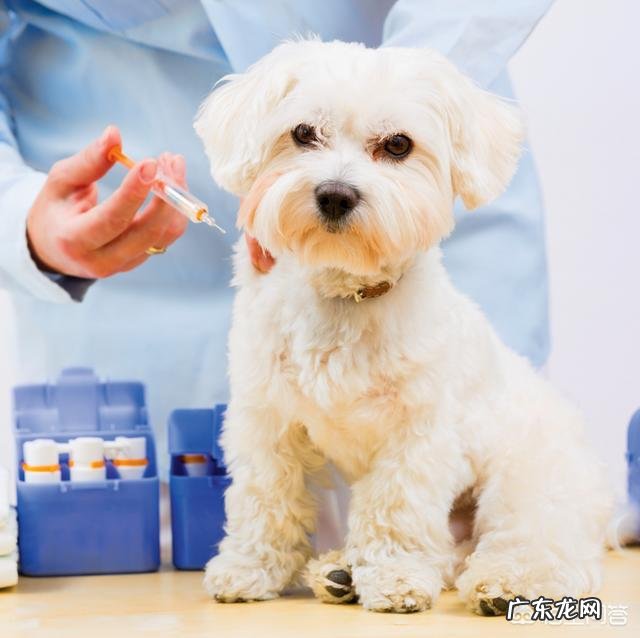狗狗注射疫苗的正确时间是什么时候?要注意什么?
