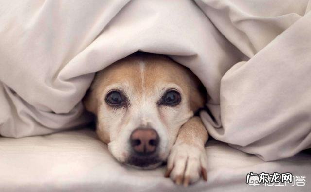 狗狗注射疫苗的正确时间是什么时候?要注意什么?