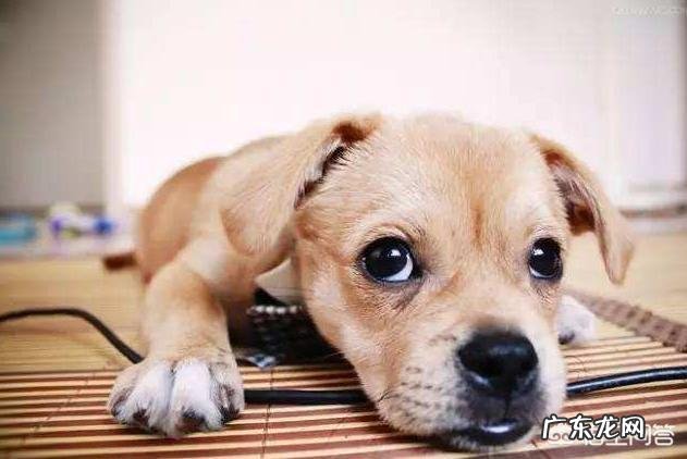 狗狗注射疫苗的正确时间是什么时候?要注意什么?