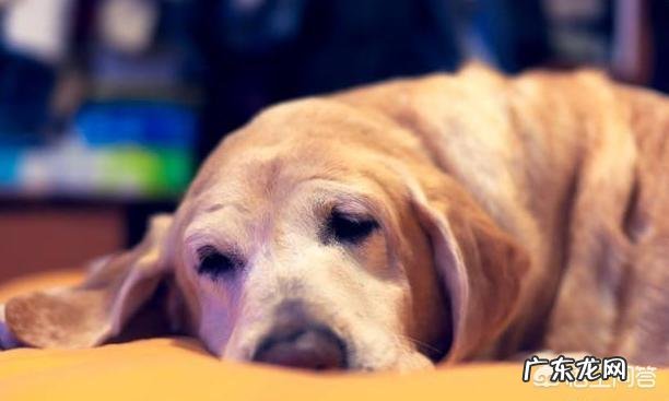 狗狗注射疫苗的正确时间是什么时候?要注意什么?