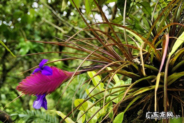 盘点20种旺财又旺宅的植物养起来 家里阳台种桔子 风水