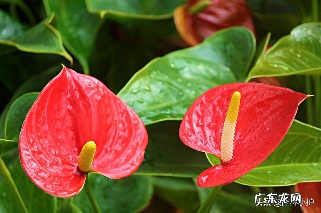 盘点20种旺财又旺宅的植物养起来 家里阳台种桔子 风水