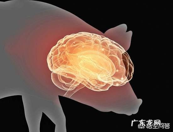 科学家已成功复活了死亡猪脑,是不是将来人类有可能长生不老?