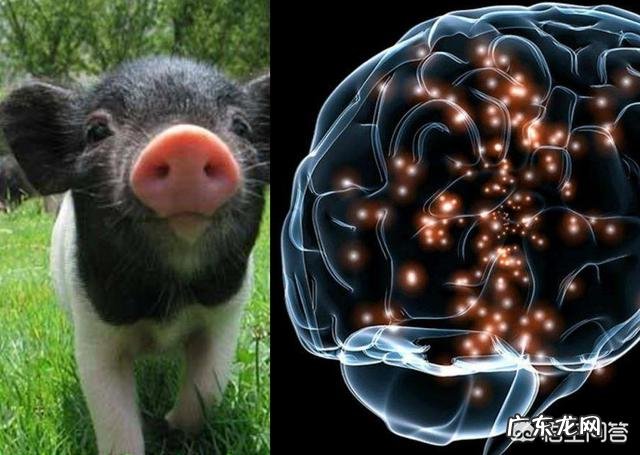 科学家已成功复活了死亡猪脑,是不是将来人类有可能长生不老?