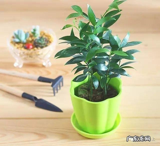 阳台风水煞台长教你植物破 家里阳台种菜影响风水