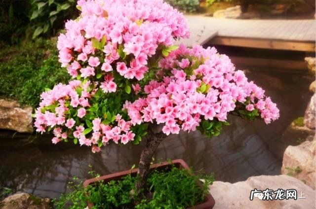 阳台风水煞台长教你植物破 家里阳台种菜影响风水